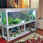 bể cá chân sắt