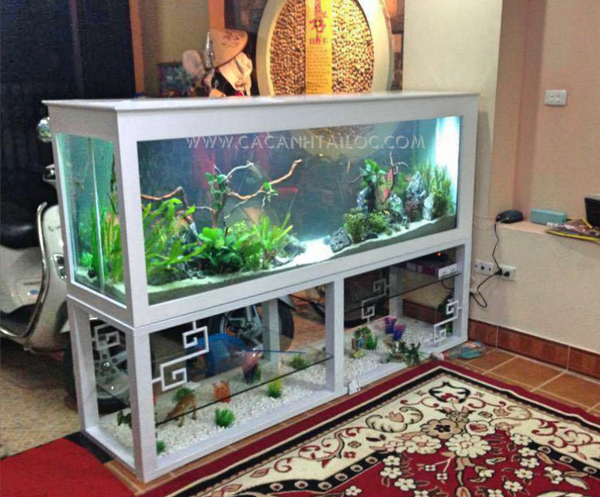 bể cá chân sắt